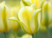 Tulip Viridiflora Formosa Bulbs (8 Pack) image