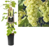 White Grape Vine Plant Vitis Vroege van der laan image