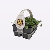 Waldsteinia ternata Evergreen Ground Cover 6 Pack image