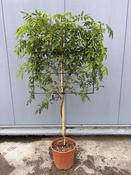 Wisteria Mix Frame On Stem | Flowering Specimen image