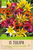 Bio Tulip Specie Mixed Colours 10 Pack image