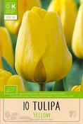 Bio Tulip Darwin Hybrid Yellow 10 Pack image
