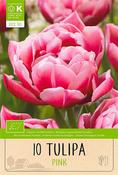Bio Tulip Double Pink Columbus Bulbs 10 Pack image