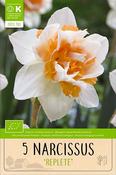 Bio Narcissus Replete Bulbs 5 Pack image