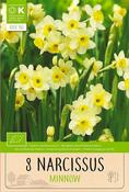 Bio Narcissus Minnow Bulbs 8 Pack image