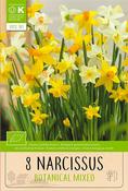 Bio Narcissus Botanical Mixed Bulbs 8 Pack image