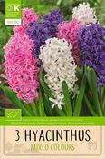 Bio Hyacinth Mixed Colours 3 Pack image