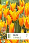 Tulipa Giuseppe Verdi Bulbs 10 Pack image