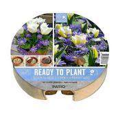 Ready to Plant Tulips &amp; Blue Anemones image