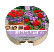 Ready to Plant Tulipa Scarlet Baby and Crocus image