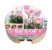 Ready to Plant Tulipa Foxtrot &amp; Chionodoxa image