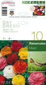 Mixed Ranunculus Bulbs (10 Pack) image