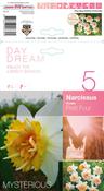 Narcissus Petit Four Daffodil Bulbs 5 Pack image