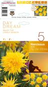 Narcissus Rip van Winkle Daffodil Bulbs 5 Pack image