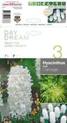 Hyacinth Carnegie Bulbs (3 Pack) image