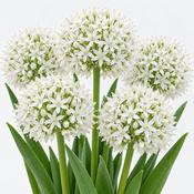 Allium Mount Everest Bulbs (1 Pack) image