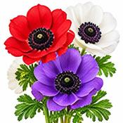 Anemone De Caen Bulbs (10 Pack) image