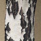 1x Birch Tree Betula Pendula (5-6ft) PRE-ORDER image