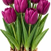 Organic Single Early Purple Tulip Bulbs (10 Pack) image