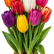 Organic Triumph Mixed Tulip Bulbs (10 Pack) image