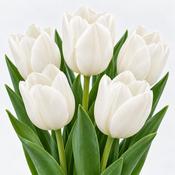 Organic Triumph White Tulip Bulbs (10 Pack) image
