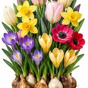 Pastel Shades Border Bulb Collection (100 Pack) image