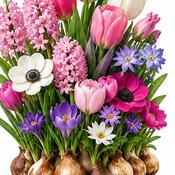 Pink Shades Border Bulb Collection (100 Pack) image