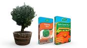 Olea Europaea Olive Tree Barrel Planter Bundle image