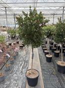Callistemon Laevis Copa | Bottlebrush on Stem Plant image