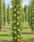 Pyrus communis Condo| Dwarf Columnar Pear Tree image