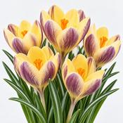 Crocus Gipsy Girl Bulbs (15 Pack) image