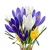 Crocus Sieberi Tricolor Bulbs (15 Pack) image