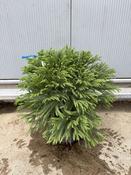 Cryptomeria Globosa Nana Dwarf Conifer 9L image