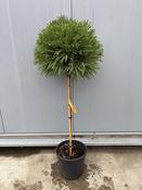 Cryptomeria Globosa Nana Stem Dwarf Conifer 25L image