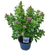 Escallonia Pink Elle Pink Flowering Shrub image
