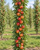 Columnar Nectarine tree Prunus nucipersica Fantasia image