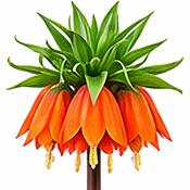 Fritillaria Imperialis Lutea Bulb (1 Pack) image