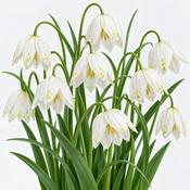 Fritillaria Meleagris Alba Bulbs (10 Pack) image
