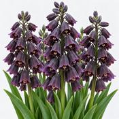 Fritillaria Persica Bulb (1 Pack) image