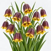 Fritillaria Uva-Vulpis Bulbs (15 Pack) image