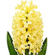 Hyacinth City of Haarlem Bulbs (3 Pack) image