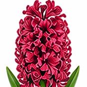 Hyacinth Hollyhock Bulbs (2 Pack) image