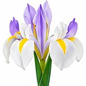 Iris Reticulata Clairette Bulbs (10 Pack) image