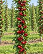 Prunus cerasus Jachim | Columnar Sour Cherry Tree image