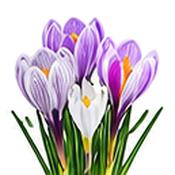 Large Striped Crocus Bulbs (10 Pack) image