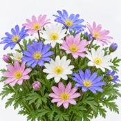 Anemone Blanda Mixed Bulbs (8 Pack) image