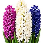 Mixed Hyacinth Bulbs (3 Pack) image