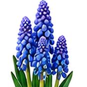 Muscari Armeniacum Grape Hyacinth Bulbs (15 Pack) image