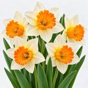Narcissus Berlin Daffodil Bulbs (5 Pack) image