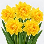 Narcissus Golden Ducat Daffodil Bulbs (5 Pack) image